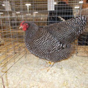 Barred Plymouth