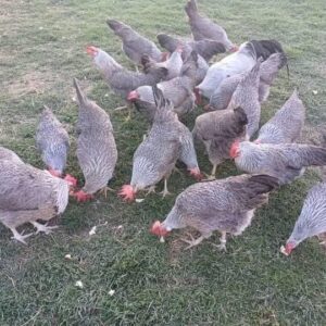 Leghorn Chicken