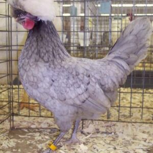 Black Crested
