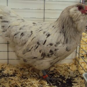 Ameraucana Chicken