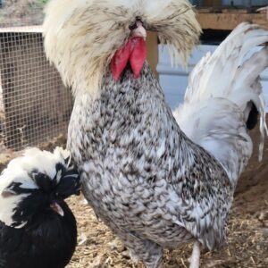 Polish Rooster
