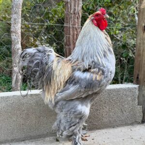 Brahma Chicken