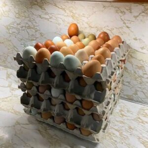 Egg Dozen