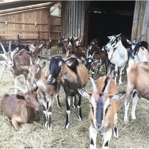 Pygmy Goat