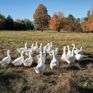 Goose Duke