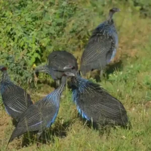 Vulturine Guinea Fowl