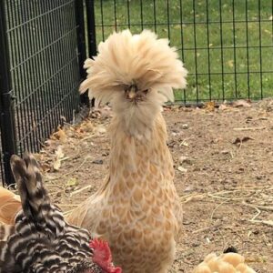 Polish Chicken