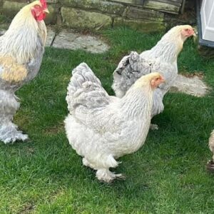 Brahma Hatching