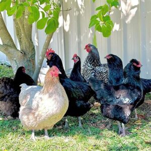 Silver Laced Wyandotte