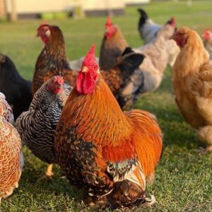 British Tailed Araucana