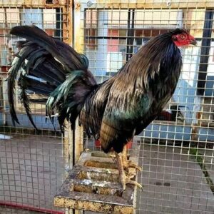 Fighting Rooster