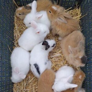 Rabbit