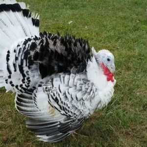 Turkey