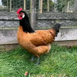 Vorwerk Hen